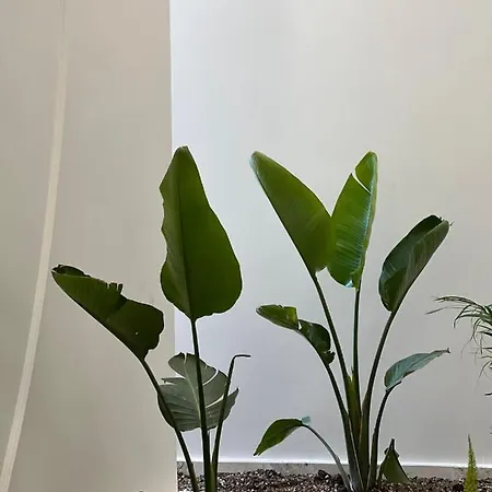 Arin Bodrum 터그트레이스